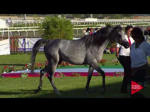 N.51 MOHAI - 2017 Italian Nationals - 2 Years Old Colts (Class 5)