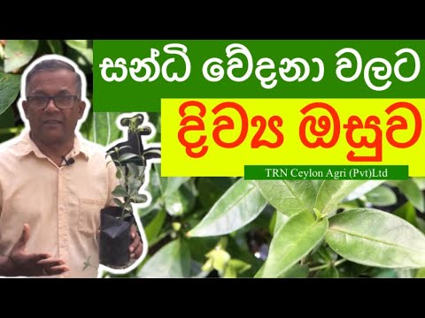 ගොනිකා | අදම හිටව ගන්න, ගොනිකා නොහොත් ගොනු කෑ වැල | Gonika | Ceylon Agri | Episode 79