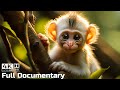 Baby Animals Discovering Their World | Episode 2 | Life of Baby Monkey | Wild Animals Documentary