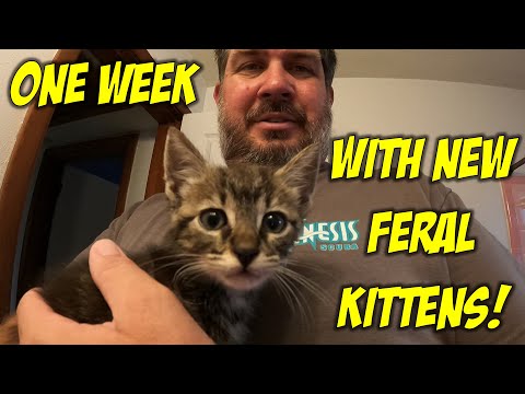 Feral Kittens 1 Week Update! How Feral are They? And Upgrading their Crate!