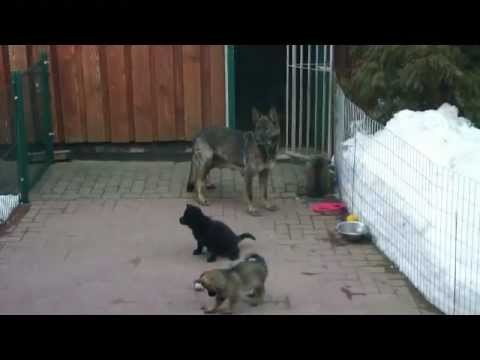 Welpen nach Hank vom Weinbergblick & Orka von der Germanenquelle 6,5Wochen alt