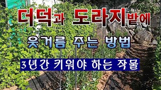 [텃밭농부 1,514]  더덕과 도라지 밭에 웃거름 주는 방법. #더덕재배 #도라지재배