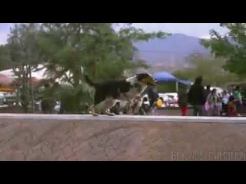 Man impossible dogs skill amazing