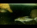 Hassar affinis Hassar affinis