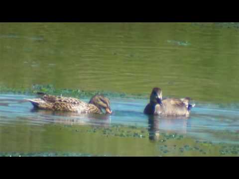 anade friso ( Anas strepera ) Gadwall