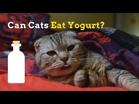 Can Cats Eat Yogurt | Is Yogurt Good for Your Kitten - YouTube