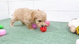 ハーフ犬の動画01