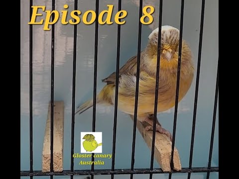 Episode - 8 Cinnamon birds Gloster Canary Australia