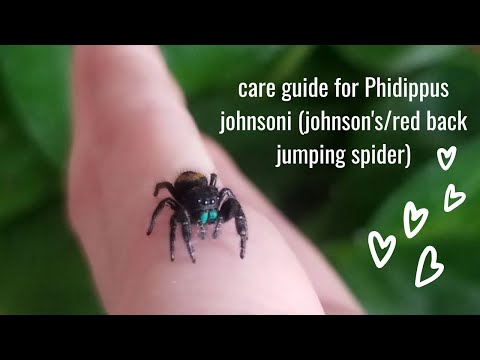 Skákavka červenochrbtá (Phidippus johnsoni) — video o chove a starostlivosti