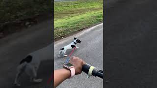 Jack Russell Terrier Puppies Videos