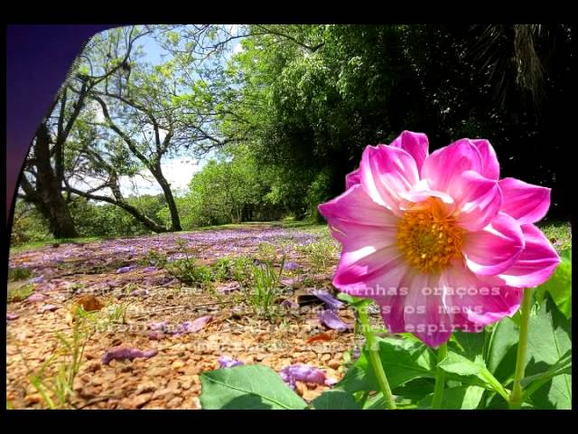 Mensagem linda de bom dia | Cantinho do Video Mensagem linda de bom dia | Cantinho do Video
