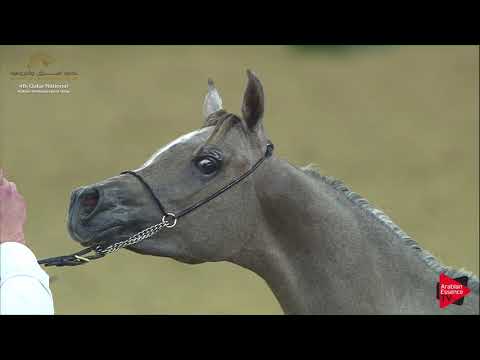 N.186 LAHEEB JATHAB - 2019 Qatar Nat. Peninsula show - Yearling Colts (Class 4B) .mp4