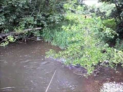 Tiny Fry HL Bora Suspending