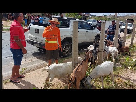 Bastidores  !! Seu Mané vai mostrar a feira dos animais em Catole do Rocha PB !!