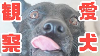 愛犬たびを見ようぜトルコのイズミルでさ