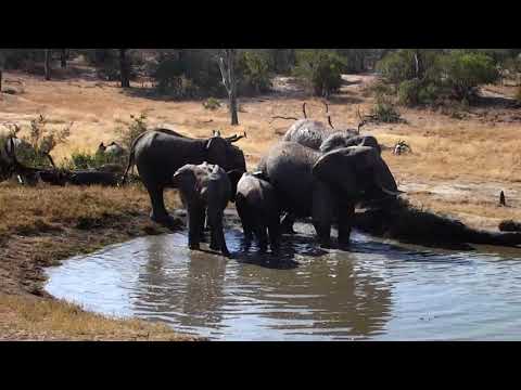 Djuma: Breeding herd of Elephants - 13:38 - 07/29/18