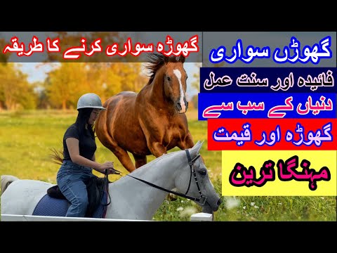 Riding a $10 Million Horse for Beginners | Zahir Khan Vlog