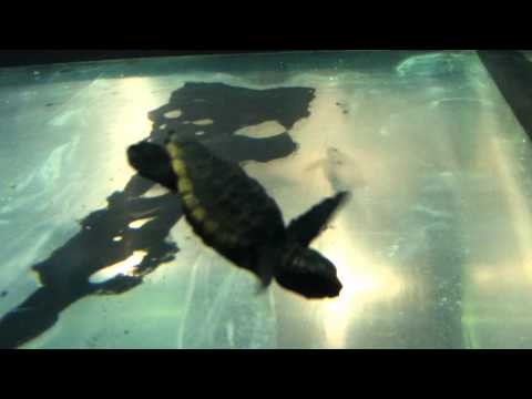 会計学科 ユーチューブyoutube.comが名古屋港水族館になった！感動のイルカや魚たち！税理士木村勝則の独り言！経営革新等支援機関近畿財務経済産業局認定木村勝則税理士事務所滋賀県高島市安曇川町