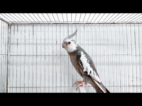 White Face Cockatiel singing & Mating Call