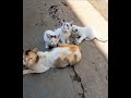 Dhoom Kartik Baba Pyara Billi Ka Baccha Khel Raha Hai Cute Baby Cats Watching Shorts Viral Shorts