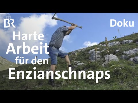 Enzian aus dem Allgäu: Wurzeln zum Schnaps brennen | Zwischen Spessart und Karwendel |  Doku | BR