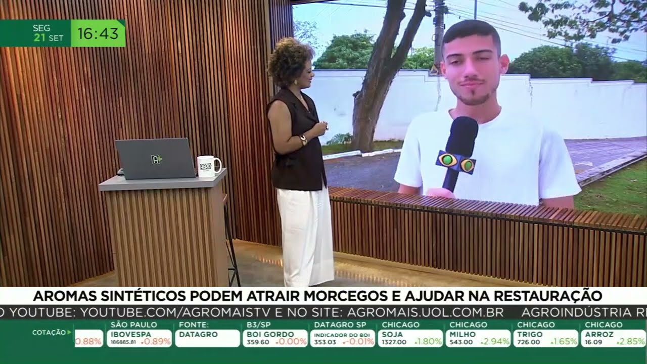 Aromas sintéticos podem atrair morcegos e ajudar na restauração