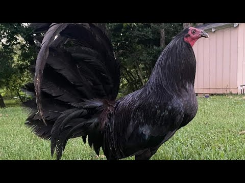 Beautiful Quality Black Birds Juan Acevedo Farm Kentucky - Farm Visit Beautiful Birds