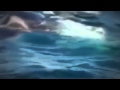 The Battle of the Strongest    Killer Whale Orca Vs  Great White Shark   Full Length Documentary