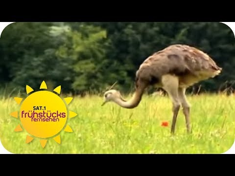 Die Invasion der Nandus | SAT.1 Frühstücksfernsehen
