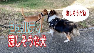 【シェルティ】涼しそうな犬【フランス田舎暮らし🇫🇷】#犬の散歩 #賢い犬 #犬のいる暮らし #暑苦しい犬