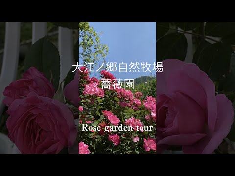 最も香りのよいバラの品種トップ 5: 歴史、栽培、維持管理  庭園