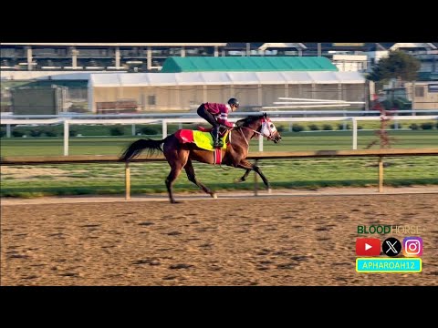 2024 Kentucky Derby 150 Training 4/24/24: Forever Young's Breeze Leads Busy Morning