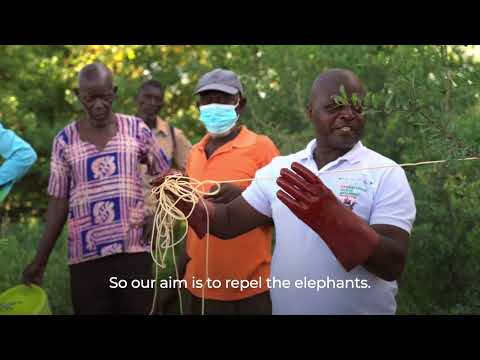 Keeping elephants away with chilli fences