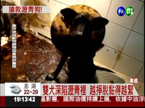 誰這麼狠心? 雙犬被瀝青黏困