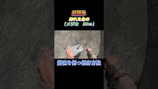 超簡単！釣った魚（ソウダガツオ　33㎝）を鮮度を保つ方法で保存してみた。#shorts #釣り #ショアジギング