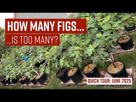 QUICK TOUR: HOW MANY FIG IS TOO MANY!? // June 2025 // #figs #gardening #organicfarming
