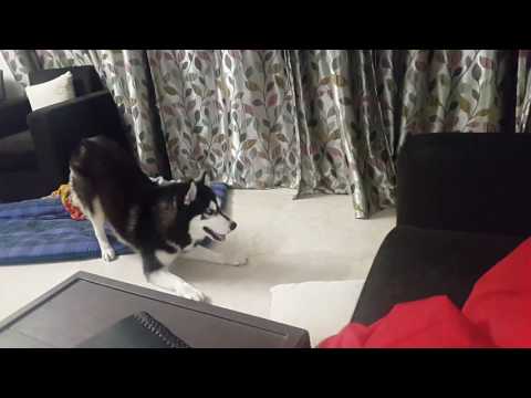 Playful Michael and Kane... My Husky is too quick for my GSD.... 😍