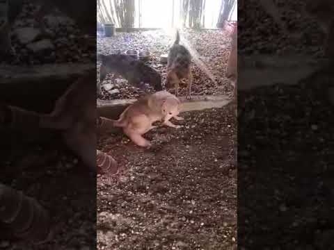 Fynn aus Breasta Craiova