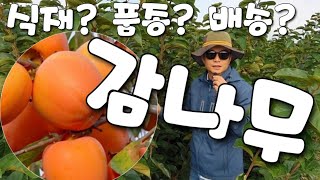 감나무 심을때 언제? 홍시용 왕대봉 단감 둥시 묘목식재준비