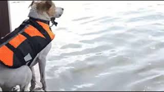 Doggy catching fail