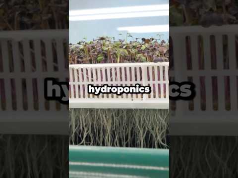 Is Hydroponics Better Than Soil Gardening? #shorts