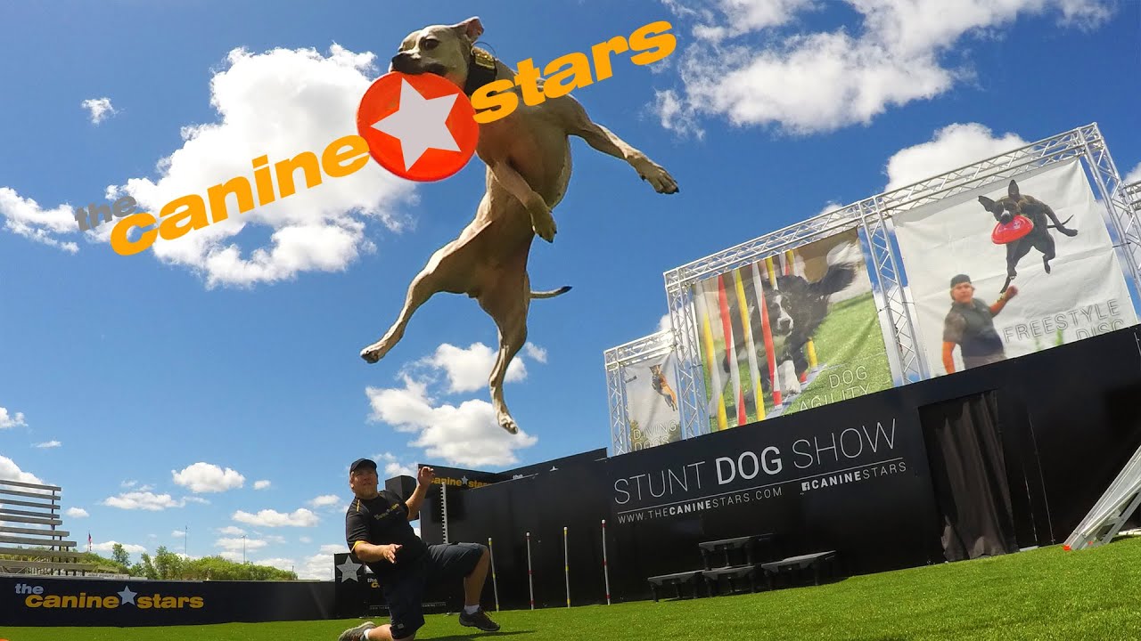 Promotional video thumbnail 1 for The Canine Stars - Extreme Stunt Dogs