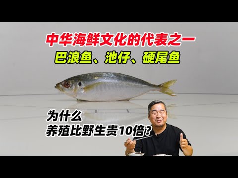 中华南方海鲜文化的代表巴浪鱼、池鱼、硬尾鱼是什么鱼？为什么养殖的比野生的贵10倍？