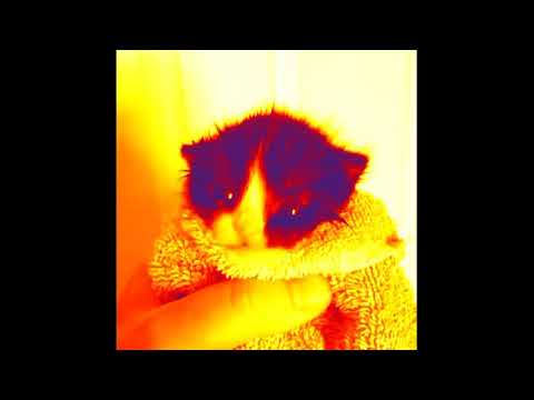 Cat in a towel meme, but...