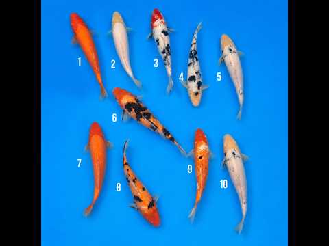Video pregled koi ribe