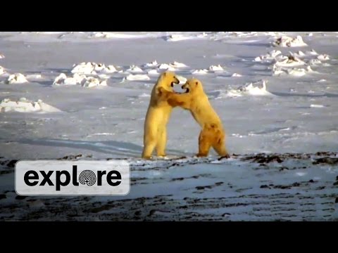 Sparring Polar Bears
