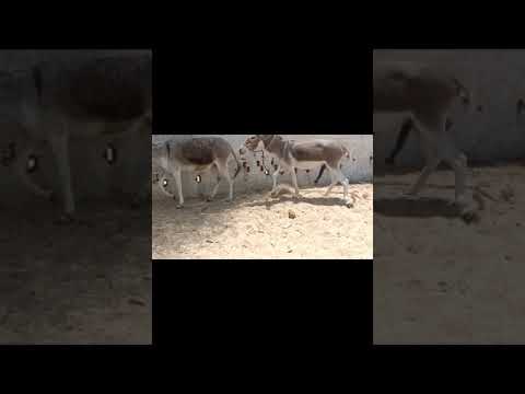 donkey meeting 🤝🤝🤝🤝