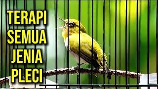 Download lagu Terapi pleci di pagi hari,biki pleci langsunh gacor ngalas & buka paruh mp3 Download lagu Terapi pleci di pagi hari,biki pleci langsunh gacor ngalas & buka paruh mp3