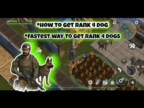 how to get rank 4 dog | fastest way to get true friend dog -last day on earth survival