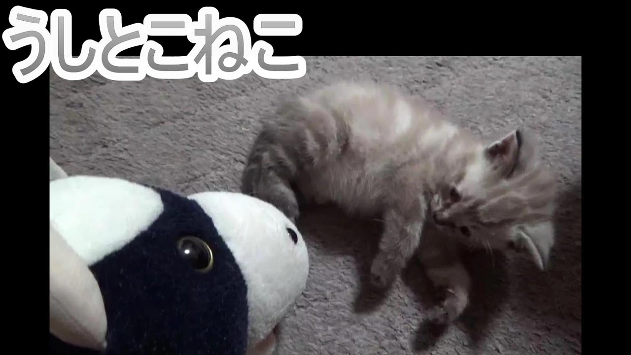 【パペットマペット】子猫とうしくんのイチャイチャ動画のサムネイル画像